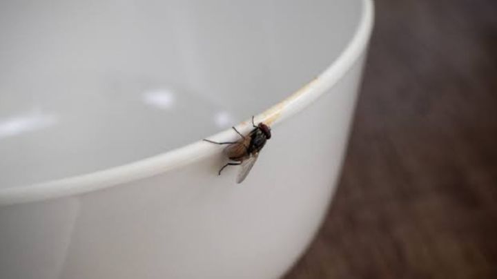 Olvídate de las moscas, hormigas, cucarachas y otras plagas en solo 30 minutos con este repelente