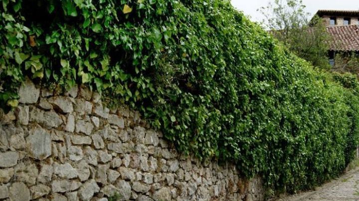 Trepadoras: Si tu objetivo es cubrir una pared, estas son las plantas que crecen a gran velocidad