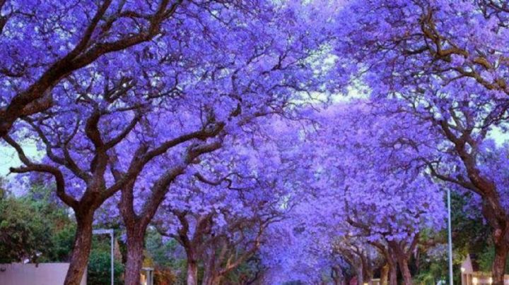 Aprovecha la temporada de flores de jacarandas con estos remedios para cuidar la salud de tu piel