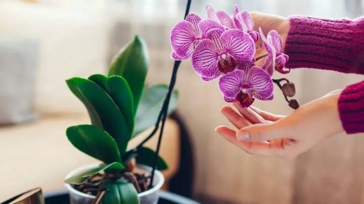 Ten cuidado con lo que le pones a la orquídea; descubre el mito de fertilización de estas flores