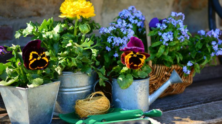Guía completa sobre cómo debes de cuidar tus plantas y flores durante la temporada de primavera 2023