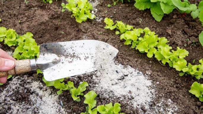 Descubre cuáles son las plantas que se ven beneficiadas al espolvorearlas con un poco de ceniza