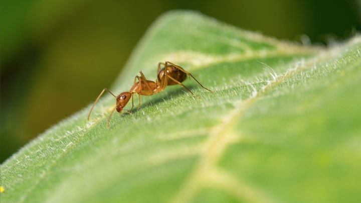 No más hormigas en tu jardín: Ahuyéntalas de forma respetuosa con estas medidas