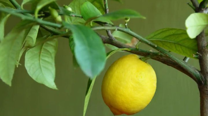 ¿Por qué los limones se caen antes de madurar? Conoce las posibles razones que interfieren