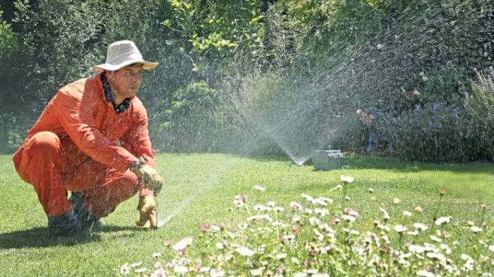 Plantas que puedes invitar a tu jardín y que son muy resistentes a ser pisadas