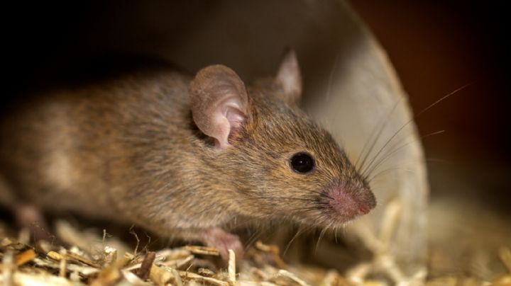 Mantén alejados a los ratones de casa con este efectivo remedios caseros hecho solamente con menta