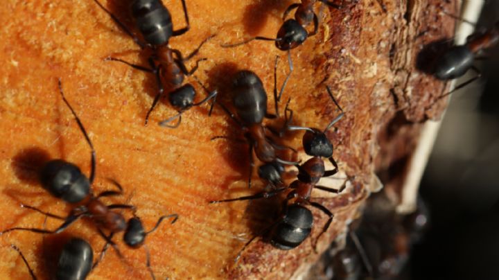 Prepara este repelente natural de naranja y olvídate de las hormigas en tu hogar sin insecticida