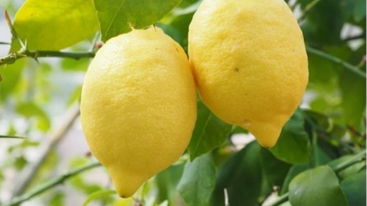 Injertar un limonero: Te contamos cuándo hacerlo y el proceso para lograrlo como profesional