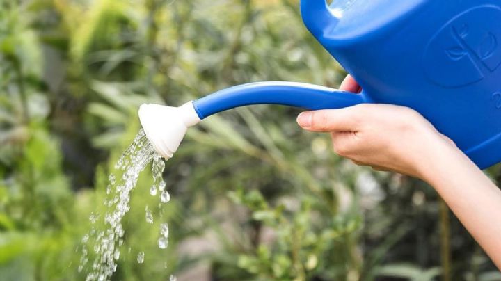 Sin desperdicio de agua: Útiles consejos para ahorrar líquido cuando riegas tus plantitas