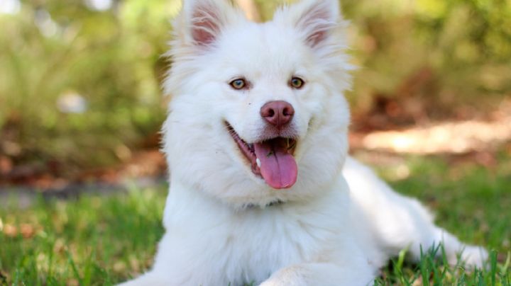 Aleja las pulgas de tu perro y gato con ayuda de este repelente natural que mantendrá su salud