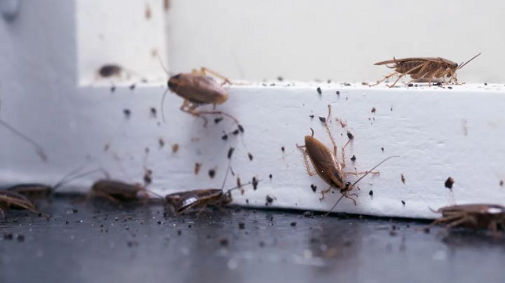 Presta mucha atención: Pequeños signos que indican que tu casa está infestada de insectos