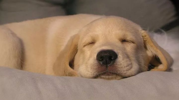 Los perros y gatos sí tienen sueños cuando duermen; Aquí te revelamos qué es con lo que sueñan