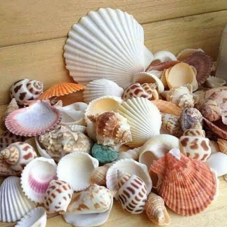 Caracoles de mar, por qué no son una decoración