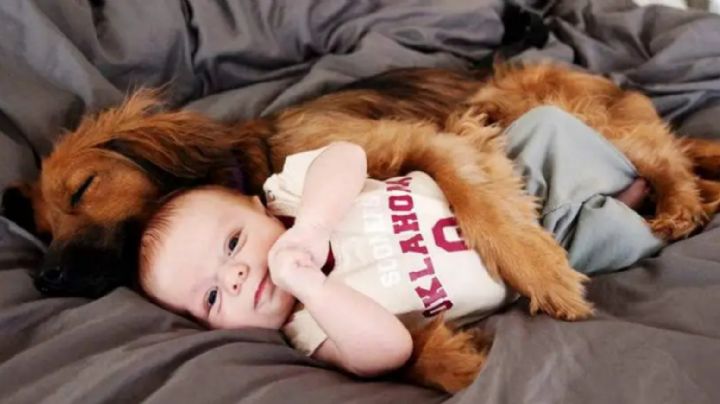 5 Consejos para preparar a tu perro para la llegada del bebé y lograr una buena convivencia familiar