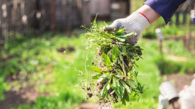 Mala hierba: Elimínala de tu jardín en poco tiempo y sin cansarte con estos herbicidas naturales