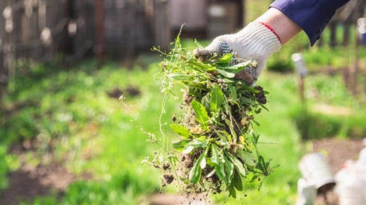 Mala hierba: Elimínala de tu jardín en poco tiempo y sin cansarte con estos herbicidas naturales