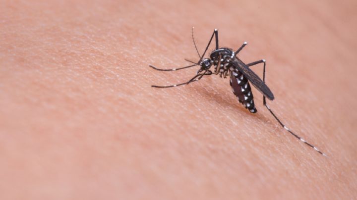 Este repelente natural te ayudará a alejar los mosquitos de tu hogar durante esta intensa primavera