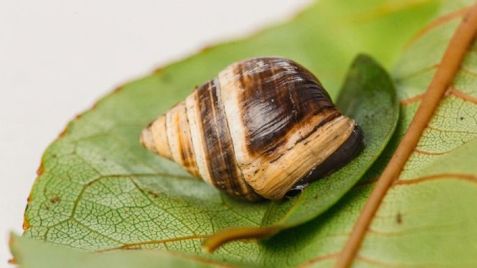 Despide a los caracoles de tu jardín con estos repelentes caseros; tus plantas lo agradecerán