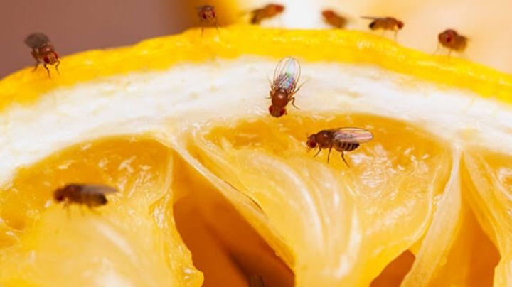 Mosquitos de fruta: Entérate si estos son problemáticos para la salud y mira cómo alejarlos