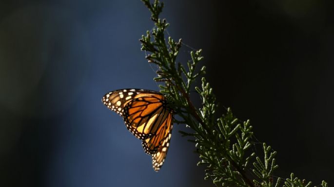 ¿Te gustan las mariposas? Tú puedes atraerlas a tu hermoso jardín con estos datos curiosos