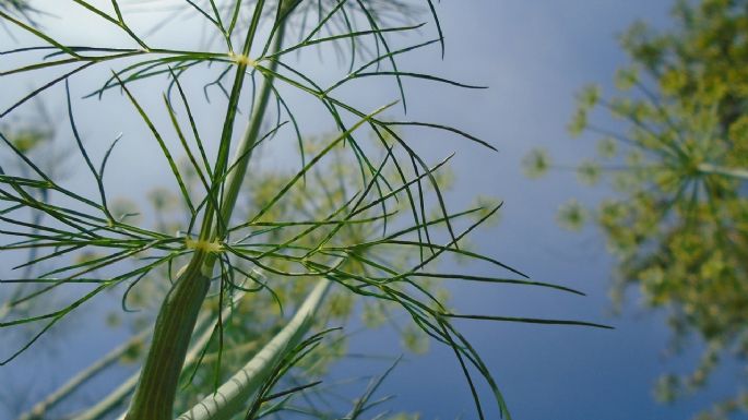 Top 5 de plantas aromáticas cuya floración es tan espectacular como el sabor; cultívalas en casa