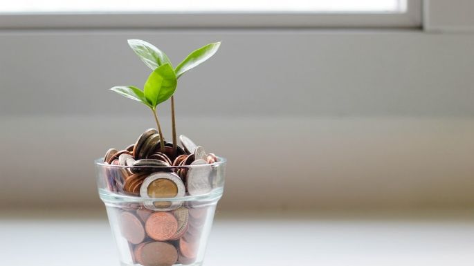 Atrae el dinero a tu casa sólo con una planta; el Feng Shui revela cuáles llaman a la riqueza