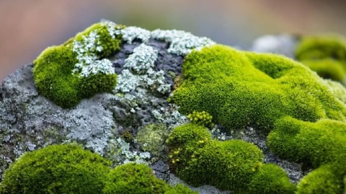 ¿Por qué hay musgo en mi jardín? Te contamos cuáles son las causas y algunos remedios caseros