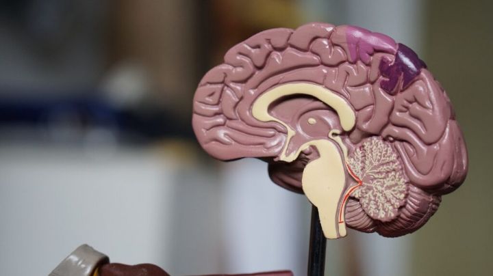 Mejora tu memoria: 3 formas naturales de mantener tu cerebro despierto y alejarlo del Alzheimer