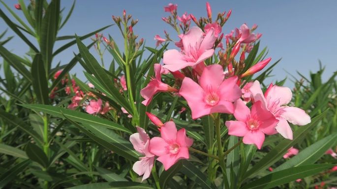 6 plantas tóxicas que debes evitar en el jardín; son peligrosas si tienes mascotas en casa