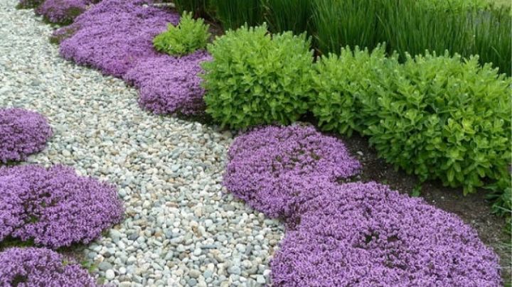 Estas son 4 hermosas flores que cubren el suelo para revestir el jardín con colores brillantes