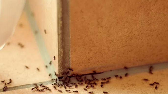 Basta de hormigas en el hogar; te compartimos 2 recetas económicas que las alejarán para siempre