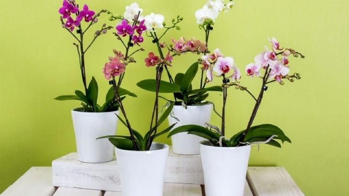 ¿Cómo regar las orquídeas con cubitos de hielo? Descubre los mejores consejos para que las raíces