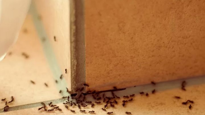 Basta de hormigas en el hogar; te compartimos 2 recetas económicas que las alejarán para siempre