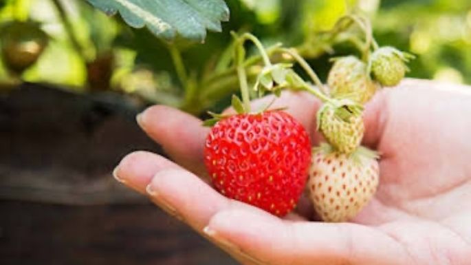 ¿Cultivas fresas? Una plaga de caracoles puede destruirlas; evítalos con estos remedios