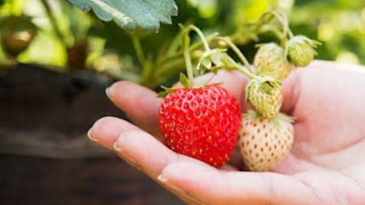 ¿Cultivas fresas? Una plaga de caracoles puede destruirlas; evítalos con estos remedios