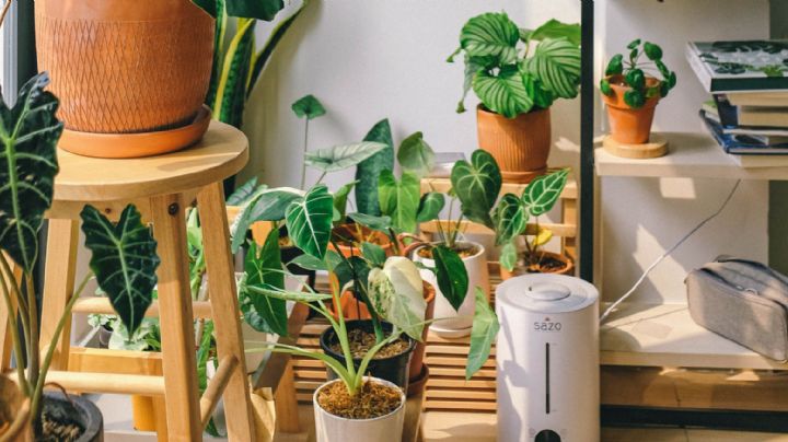Manual completo para regar tus plantas mientras no estás en casa por las vacaciones de Semana Santa