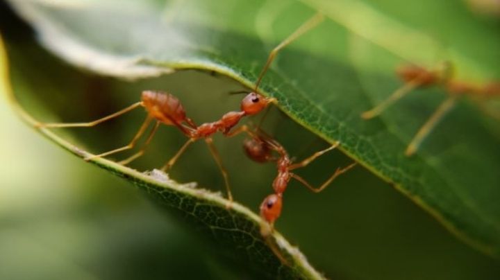No más hormigas en tu hogar: Aléjalas de manera natural y sin dañarlas, con estos 2 trucos caseros