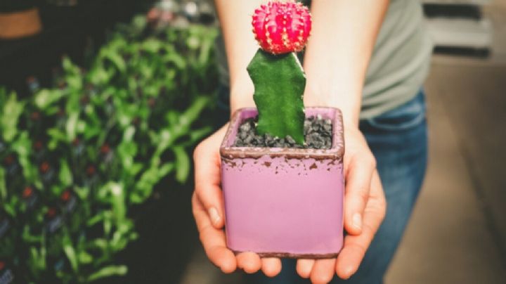 Diseña tu propio jardín: Guía sencilla para armar un espacio dedicado a los cactus en tu hogar