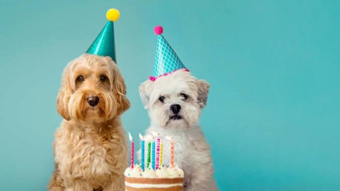 ¿Es el cumpleaños de tu perrito? Consiéntelo con esta receta de pastel especial para mascotas