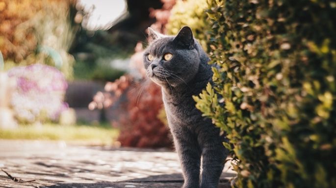 Aleja a los gatos de tu jardín con cáscaras de limón; ¡Tranquila! este método no los lastima