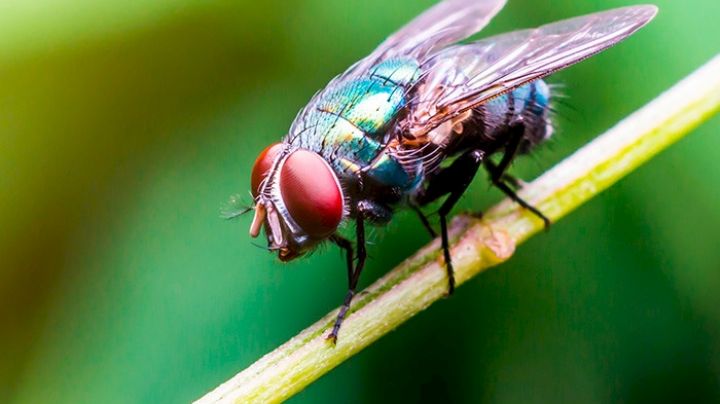 ¿Cuáles son los aceites esenciales contra las moscas? Las 3 mejores ideas para combatir insectos