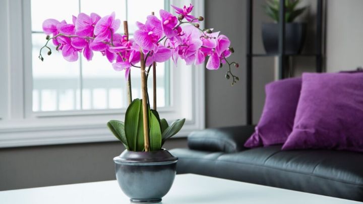 Fertiliza las orquídeas con leche; así es como se usa para nutrir tus flores favoritas