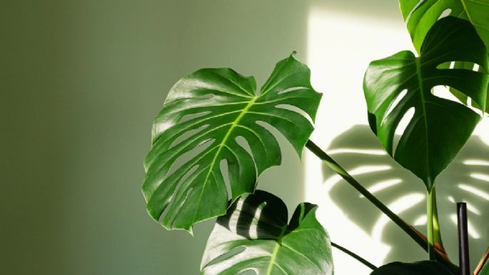 Cuidado de la planta Monstera: ¿Qué hay que considerar cuando se trata de ubicación, luz y riego?