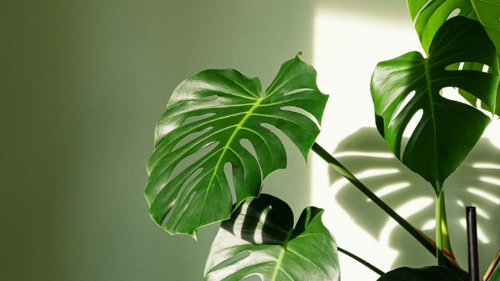 Cuidado de la planta Monstera: ¿Qué hay que considerar cuando se trata de ubicación, luz y riego?