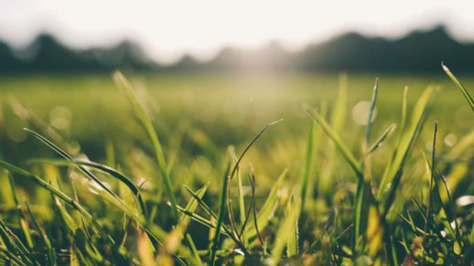 Fertiliza el césped con posos de café; así puedes abastecer de nutrientes las áreas verdes