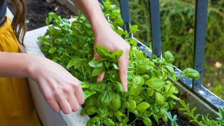 ¿Cómo secar las hojas de albahaca? 2 formas saludables de salvar el sabor de esta hierba