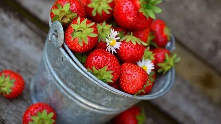Aumenta la frescura de las fresas hasta 2 semanas; evita que se echen a perder muy rápido