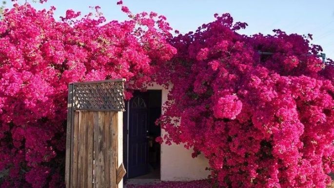 Fertilizantes hechos en casa para bugambilias; las flores estarán más coloridas en tu jardín