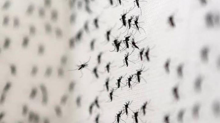'Bye-bye' mosquitos: Mantenlos alejados de tu hogar con estas plantas repelentes en el jardín