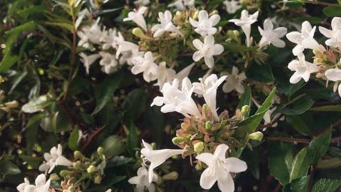 Perfuma tu jardín con estos arbustos; 5 ejemplares que huele afrutados, suaves y deliciosos